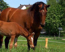 broodmare Amica E (Westphalian,  , from Avicii 12)