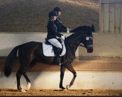 dressage horse Amina Belissima (Bavarian, 2010, from Blickpunkt 4)