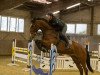 jumper San Sebastian 15 (Hanoverian, 2007, from Stalypso)