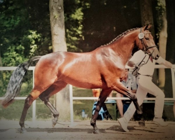 broodmare Simona (German Sport Horse, 2005, from Saccor)