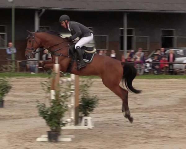 jumper Bocelli II (German Sport Horse, 2003, from Harmony's Baroncelli)