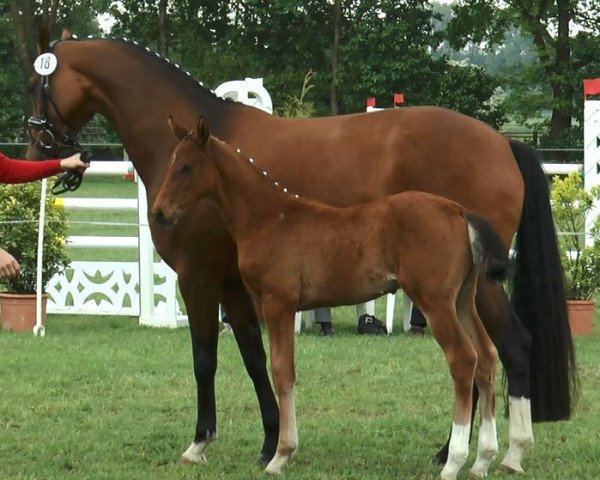 dressage horse Hengst von Champagner / Belissimo (Westphalian, 2017, from Champagner)