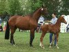 Dressurpferd Hengst von Sir Heinrich / Fielmann (Westfale, 2017, von Sir Heinrich OLD)