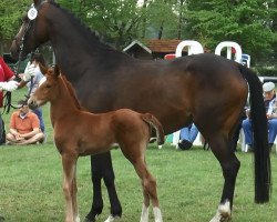 dressage horse Stute von AC-DC / Pik Labionics (Westphalian, 2017, from Ac-Dc 4)