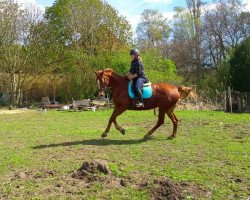 dressage horse Little Miss Locksley (Hanoverian, 2007, from Locksley I)