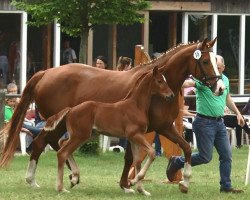 dressage horse Stute von For Final/ Lissabon (Westphalian, 2017, from For Final)