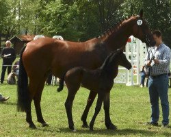 dressage horse Stute von Rock Forever / Dancier (Westphalian, 2017, from Rock Forever NRW)