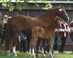 dressage horse Don Lu (Westphalian, 2017, from Don Nobless)