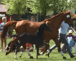 dressage horse Hengst von Don Nobless / Werther (Westphalian, 2017, from Don Nobless)