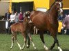 Zuchtstute Hickstead's Pebbles (Oldenburger, 2017, von Hickstead White)