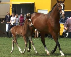 Zuchtstute Hickstead's Pebbles (Oldenburger, 2017, von Hickstead White)