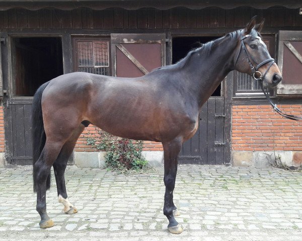 dressage horse Samoon (Hanoverian, 2011, from Sir Donnerhall I)