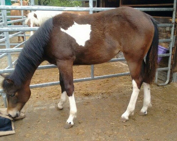 Pferd Smart Little Sally (Paint Horse, 2016)