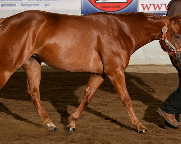 Pferd SkippersEpicHarmony (Quarter Horse, 2013)