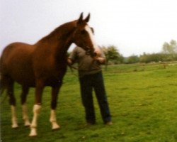 broodmare Carmen (Hanoverian, 1989, from Charmeur)