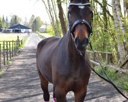 horse Coelho 3 (Hanoverian, 2005, from Cranach)