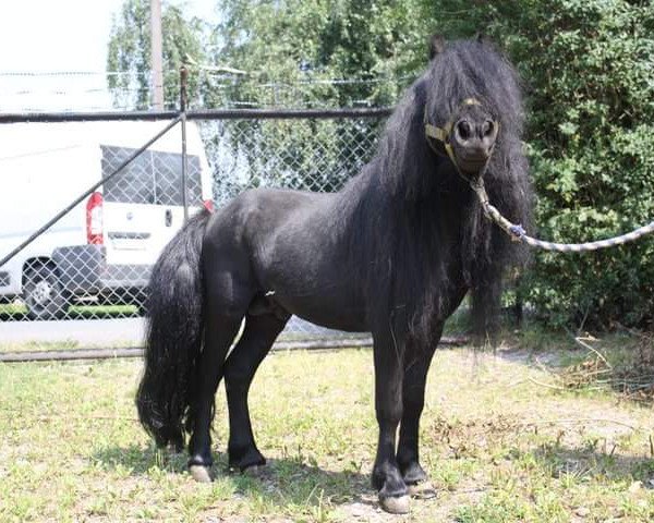 horse Salerno van Stal Rosita de Heegh (Shetland Pony, 2002, from Crisjan van de Gathe)