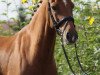 dressage horse Nice Fire (German Riding Pony, 2006, from Heidbergs Nancho Nova)