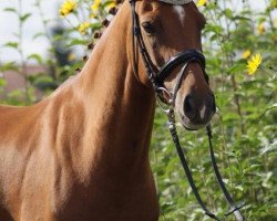 dressage horse Nice Fire (German Riding Pony, 2006, from Heidbergs Nancho Nova)