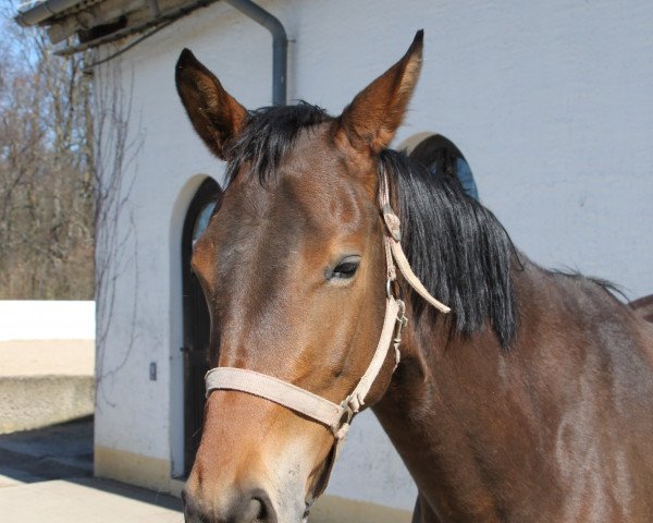 dressage horse Lamira (German Sport Horse, 2013, from E.H. Millennium)