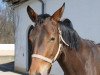 dressage horse Lamira (German Sport Horse, 2013, from E.H. Millennium)