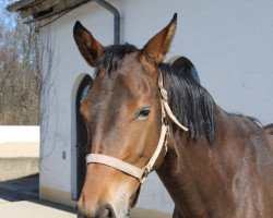 dressage horse Lamira (German Sport Horse, 2013, from E.H. Millennium)