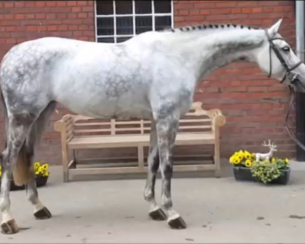 jumper Cora Lee (Hanoverian, 2010, from Corlensky G)