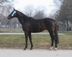 stallion Shamal xx (Thoroughbred, 2000, from Monsun xx)