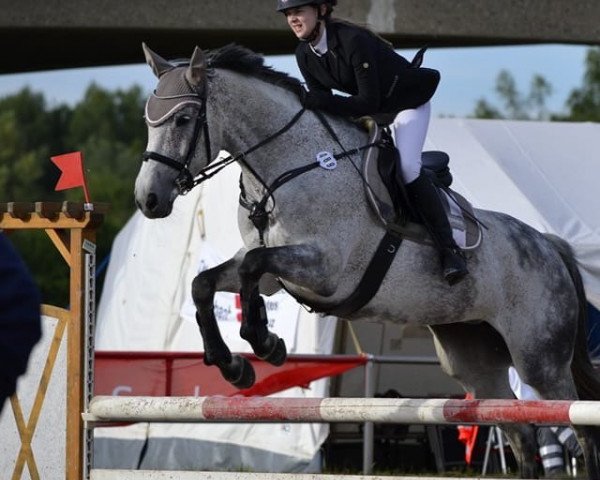 jumper Roxy H (German Sport Horse, 2007, from Racordero)