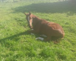 dressage horse Bon Etoile (Westphalian, 2016, from Borsalino)