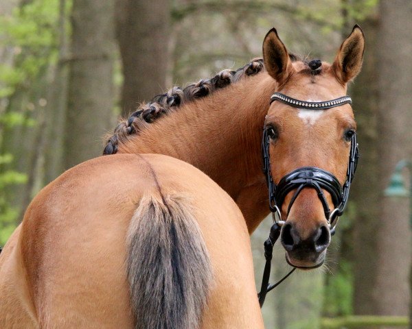 broodmare Donnerknispel B (German Riding Pony, 2014, from Dimension AT NRW)