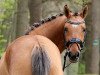 broodmare Donnerknispel B (German Riding Pony, 2014, from Dimension AT NRW)