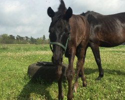 Dressurpferd Coffee Noir (Hannoveraner, 2017, von Cadeau Noir)