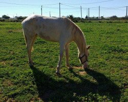 Pferd Ponderosa (Lusitano, 2014)