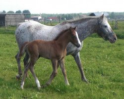 Zuchtstute Biene Tigerschecke (Deutsches Reitpony,  , von Bossanova 10)