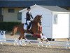 dressage horse Der Kleine Koenig 3 (German Riding Pony, 2008, from Dornik's Donovan)