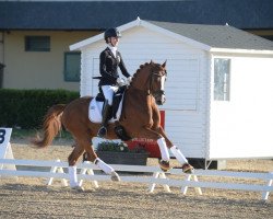 dressage horse Der Kleine Koenig 3 (German Riding Pony, 2008, from Dornik's Donovan)