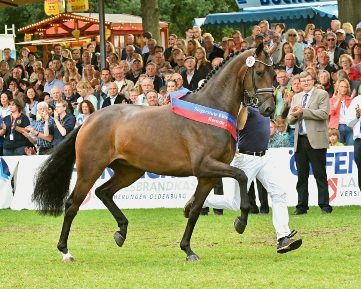 Dressurpferd Fiesta Danza OLD (Oldenburger, 2012, von Fürstenball)