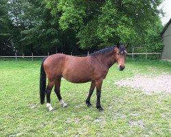 broodmare Ehrentender (Oldenburg show jumper, 2001, from Contender)