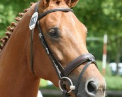 broodmare Rosebud (Württemberger, 2004, from Riverside)