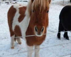 horse Shakira 340 (Shetland Pony,  )