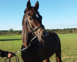 jumper Little Quin (German Sport Horse, 2007, from Lancelot Quainton)