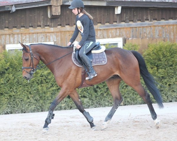 Springpferd Brindille du Thal (Selle Français, 2011, von New York)