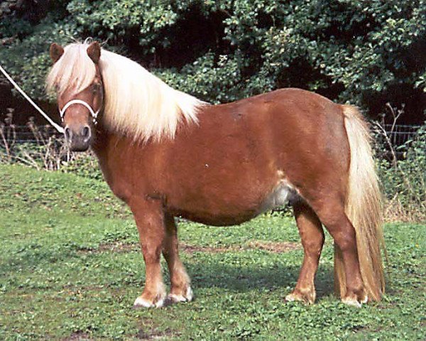 Zuchtstute Fieneke L.H. (Shetland Pony, 1991, von Hayes Hill King Richard II)