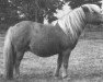 Zuchtstute Corianne L.H. (Shetland Pony, 1989, von Tempo v.d. Zandkamp)