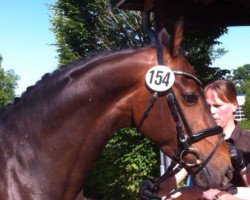 broodmare Jeversche Wolke (Oldenburg, 2009, from Wolken-Hit)