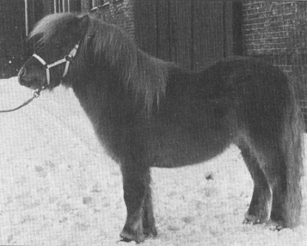 stallion Hayes Hill King Richard II (Shetland Pony, 1984, from Hayes Hill Sir Toby Belch)