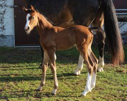 broodmare Corette Gold (German Sport Horse, 2017, from Coupe Gold)