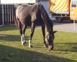 broodmare Lara (Holsteiner, 2001, from Lorentin I)