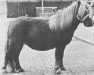 Zuchtstute Gonda v. Vries (Shetland Pony, 1971, von Wells Fireman)